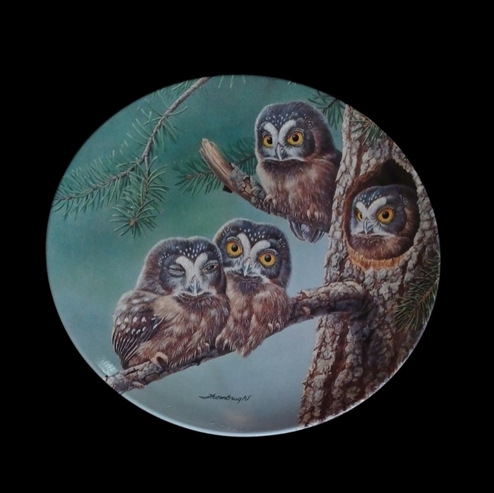 "Beginning To Explore" Boreal Owls | Signed | Limited Edition - Picture 5 of 5